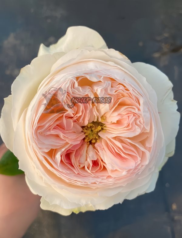 Lorena Summerhouse Rose for sale丨Your roses