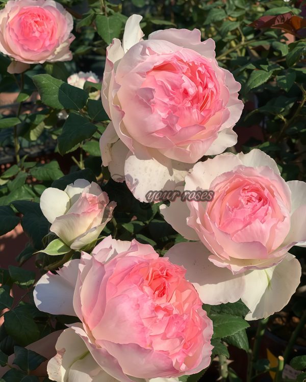 M-Perzik Rose丨Your roses