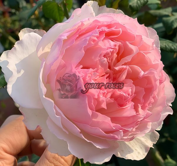 M-Perzik Rose plant丨Your roses