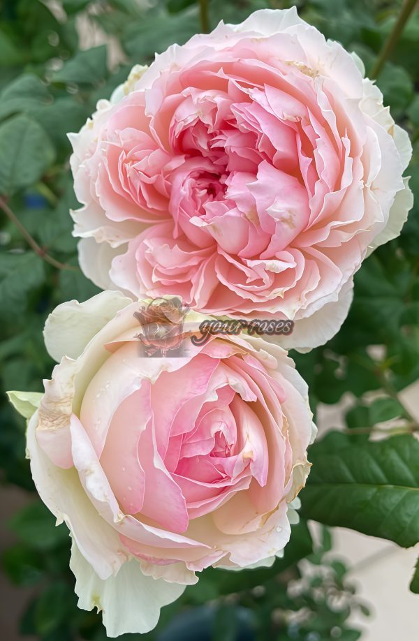 M-Perzik Rose丨Your roses