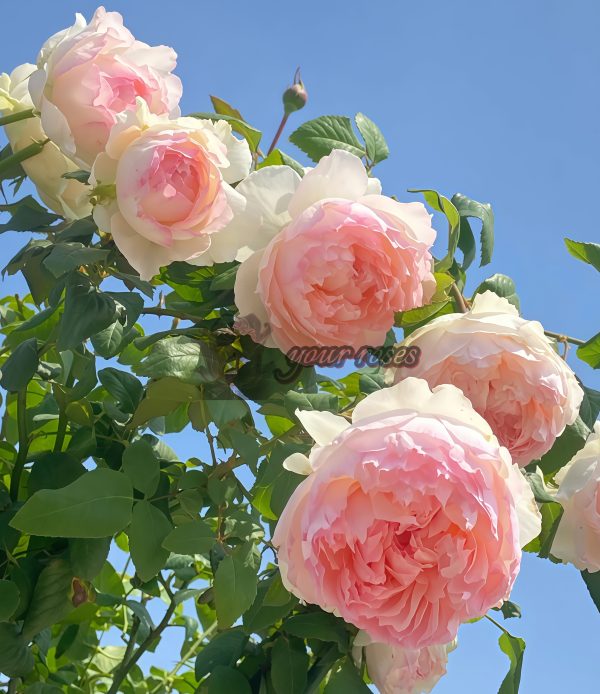 M-Perzik Rose for sale丨Your roses