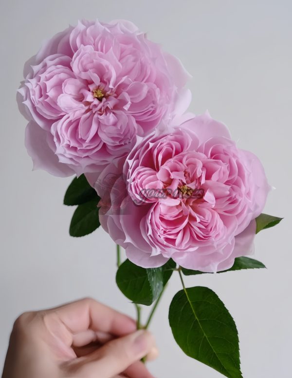 M-Vintage Coral Rose丨Your roses