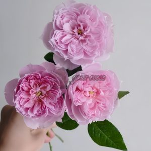 M-Vintage Coral Rose for sale丨Your roses