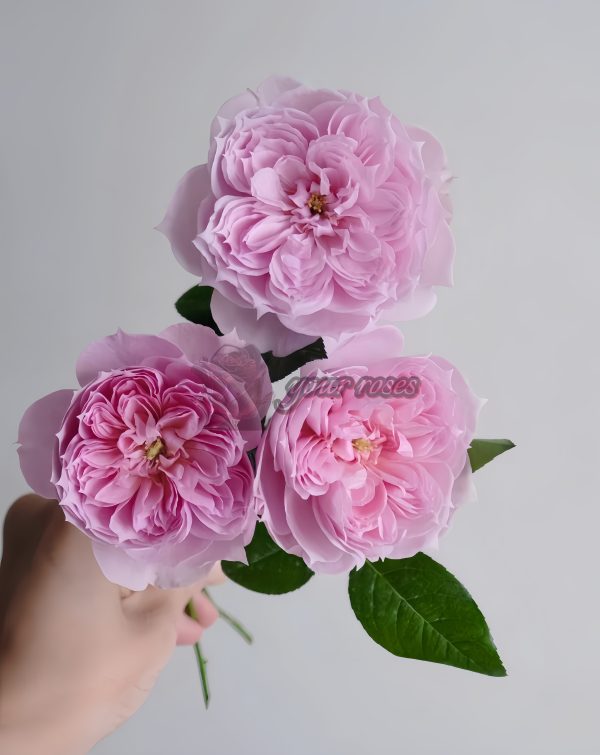 M-Vintage Coral Rose for sale丨Your roses