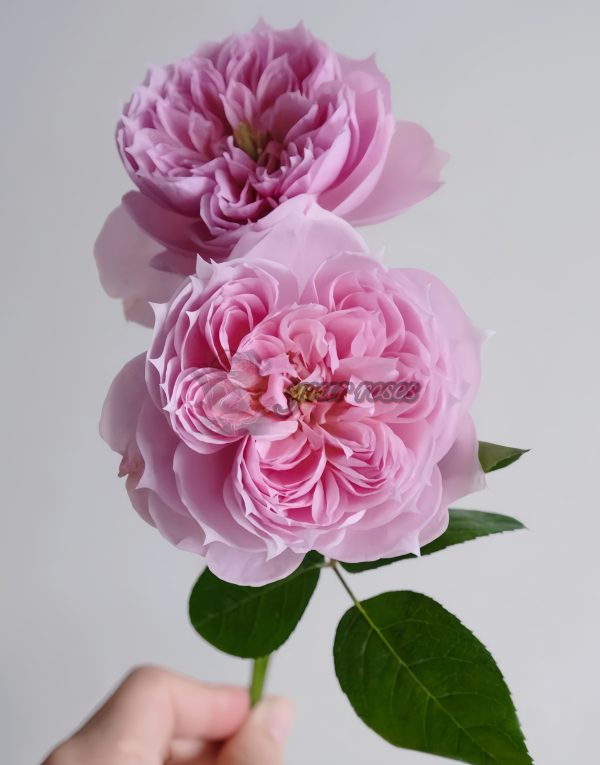 M-Vintage Coral Rose丨Your roses