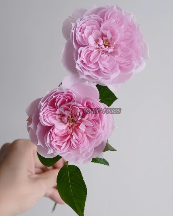 M-Vintage Coral Rose plant丨Your roses