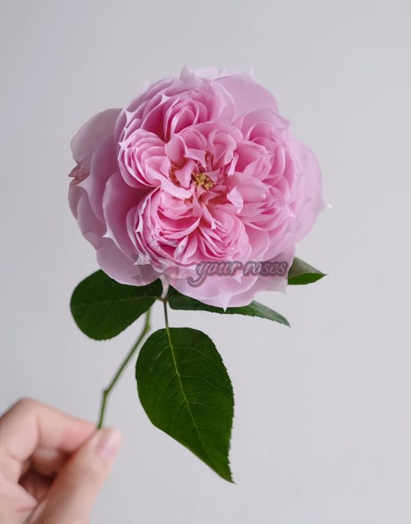 M-Vintage Coral Rose丨Your roses