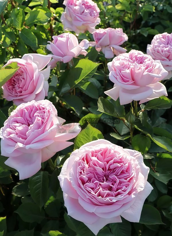 Mary Lennox Rose for sale丨Your roses