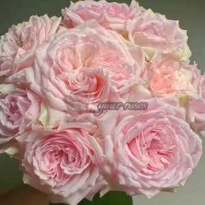 Mary Lennox Rose plant丨Your roses