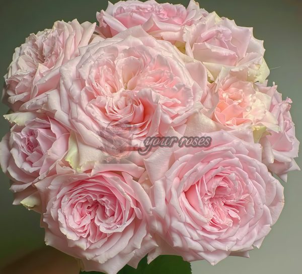 Mary Lennox Rose plant丨Your roses