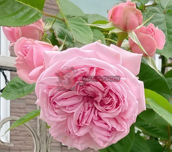 Mary Lennox Rose丨Your roses