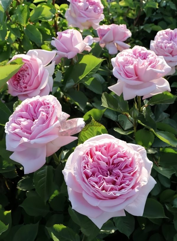Mary Lennox Rose丨Your roses