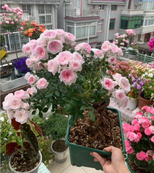 Mary Rose丨Your roses