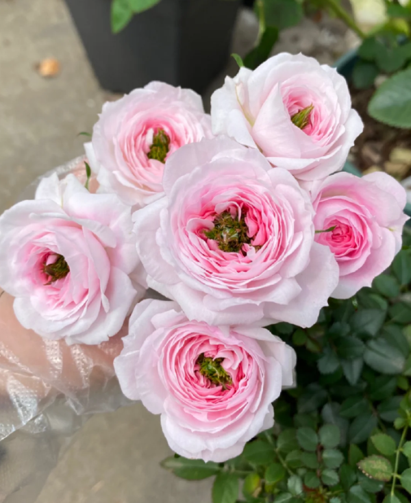 Mary Rose for sale丨Your roses