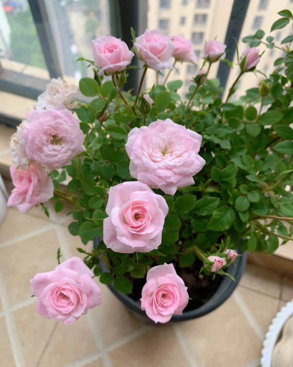 Mary Rose丨Your roses