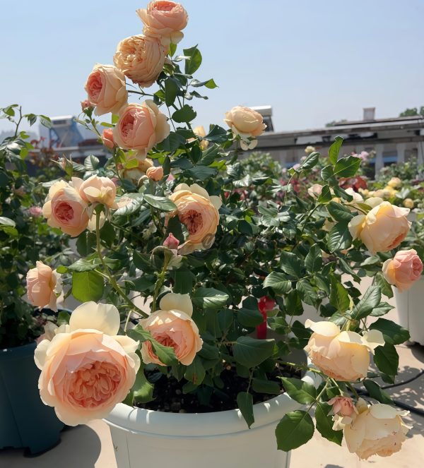 Masora Rose for sale丨Your roses