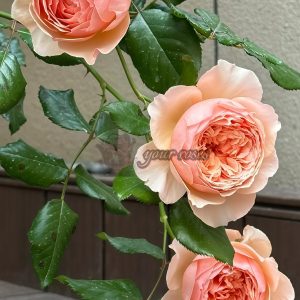 Masora Rose丨Your roses