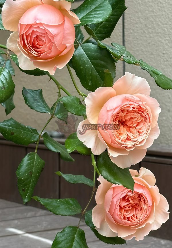 Masora Rose丨Your roses