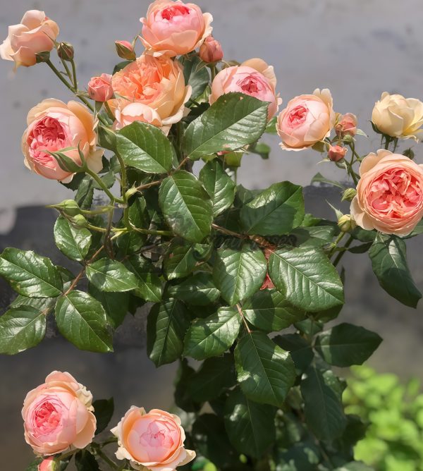 Masora Rose丨Your roses