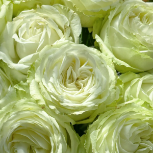 Matcha Rose for sale丨Your roses