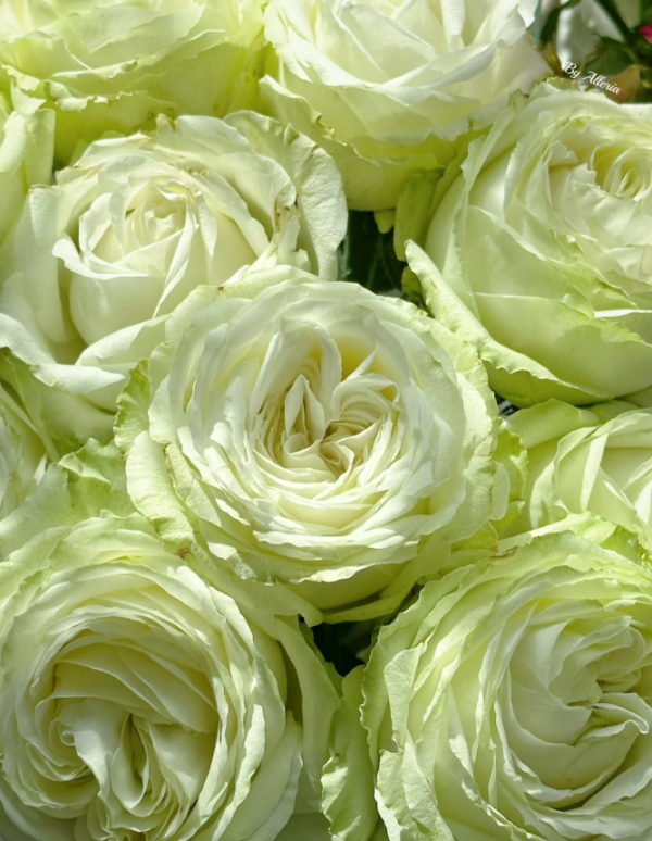 Matcha Rose for sale丨Your roses