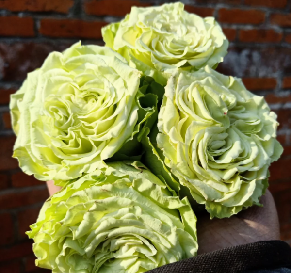 Matcha Rose丨Your roses