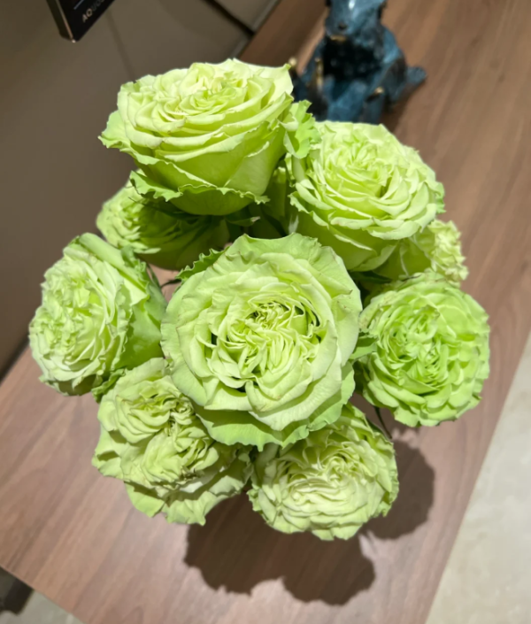 Matcha Rose丨Your roses