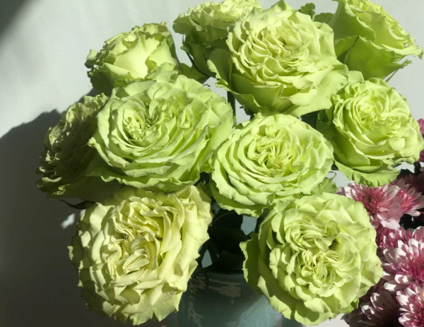 Matcha Rose plant丨Your roses