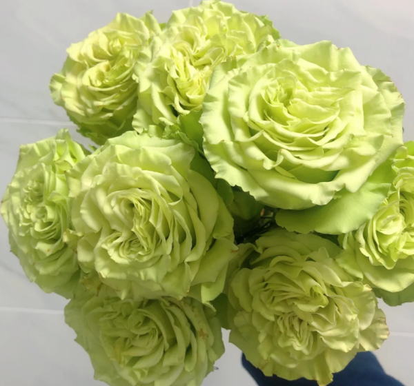 Matcha Rose丨Your roses