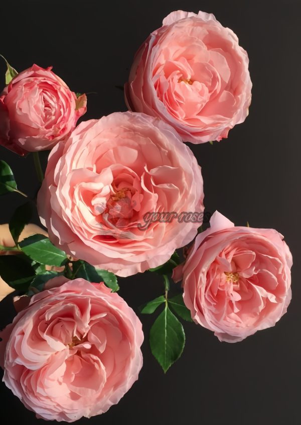 Mayra s Bridal Rose丨Your roses