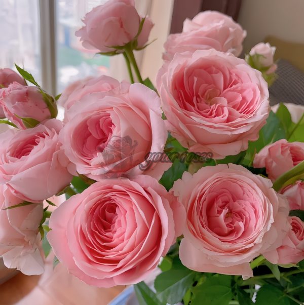 Mayra s Bridal Rose丨Your roses