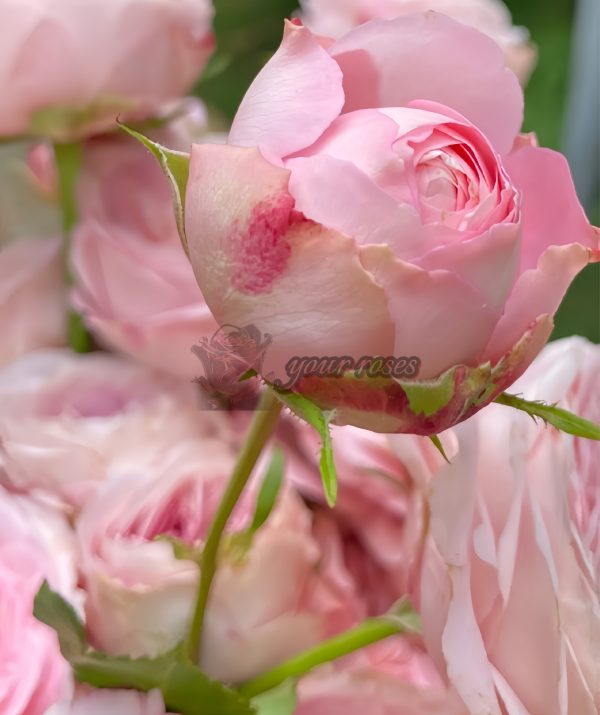 Mayra s Bridal Rose丨Your roses