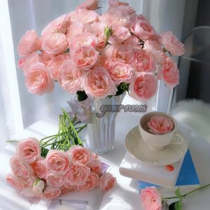 Mayra s Bridal Rose plant丨Your roses