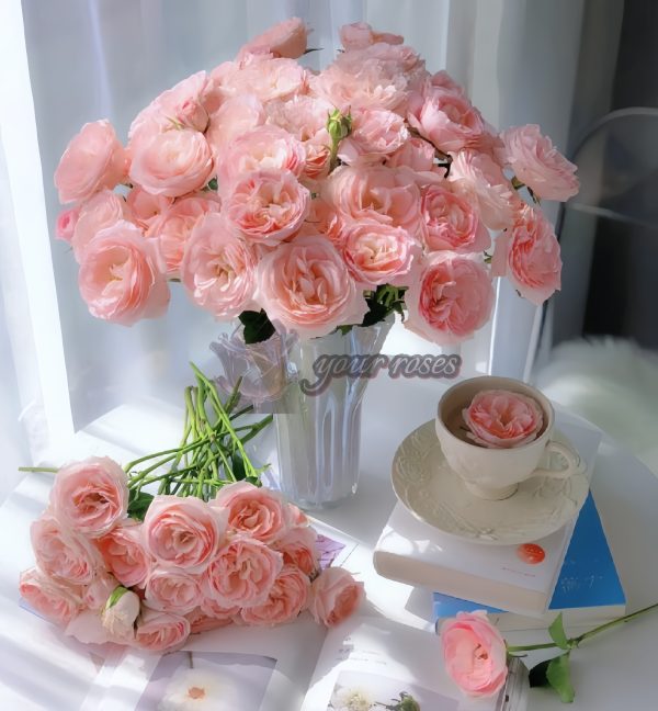 Mayra s Bridal Rose plant丨Your roses