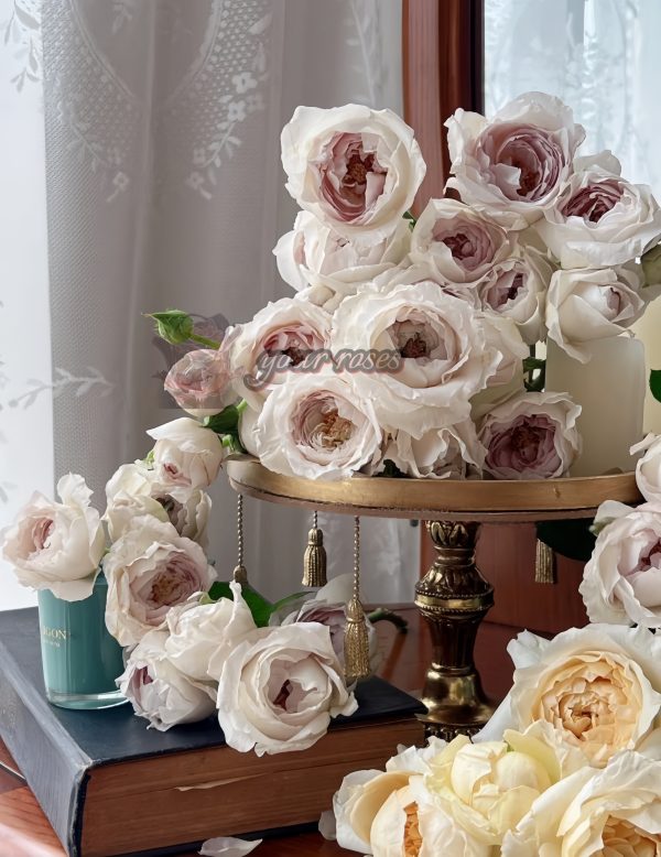 Milk pearl Rose丨Your roses