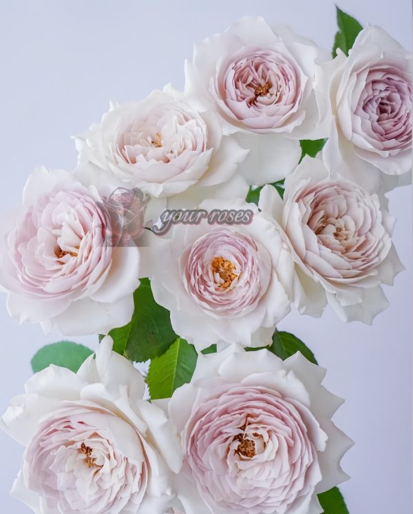 Milk pearl Rose丨Your roses