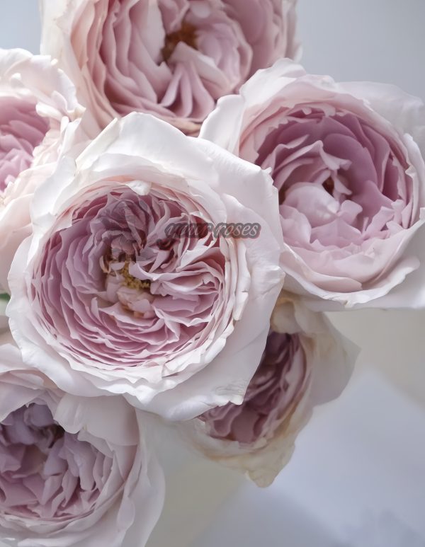 Milk pearl Rose for sale丨Your roses