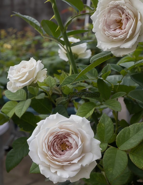 Milky Pearl Rose丨Your roses