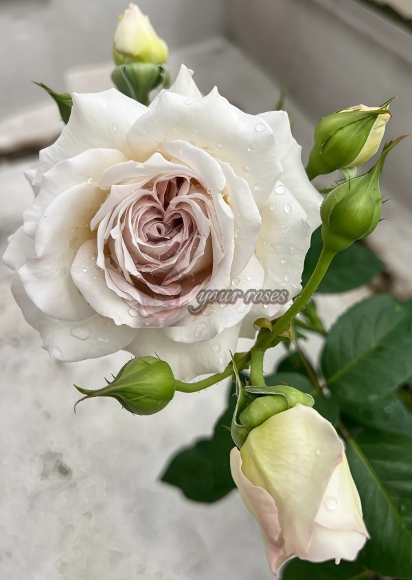 Milky Pearl Rose for sale丨Your roses