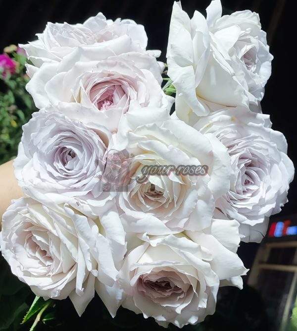 Milky Pearl Rose丨Your roses