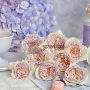Milky Pearl Rose丨Your roses