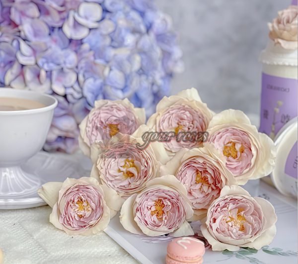 Milky Pearl Rose丨Your roses