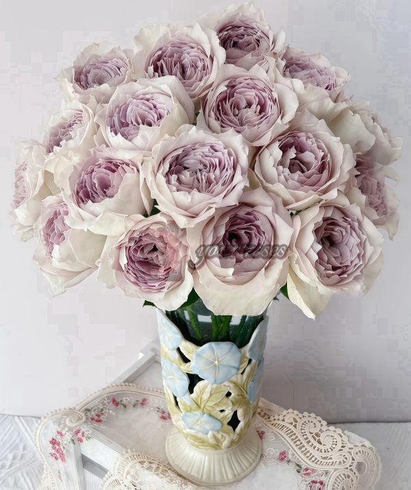 Milky Pearl Rose plant丨Your roses