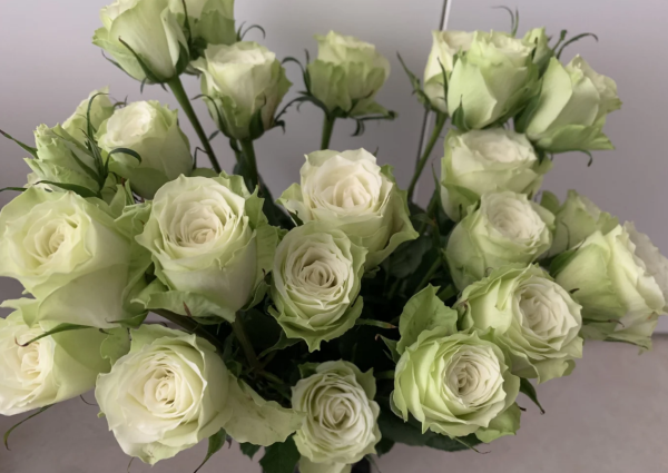 Mint Tea Rose 丨Your roses