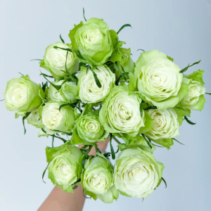 Mint Tea Rose plant丨Your roses