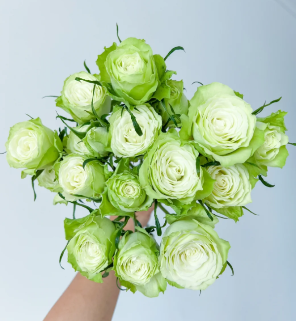 Mint Tea Rose plant丨Your roses