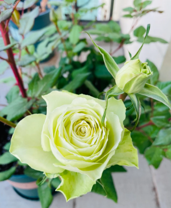 Mint Tea Rose 丨Your roses