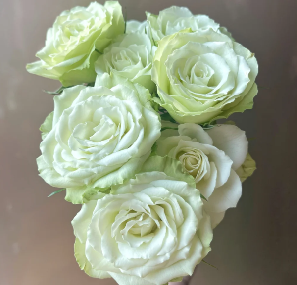 Mint Tea Rose 丨Your roses