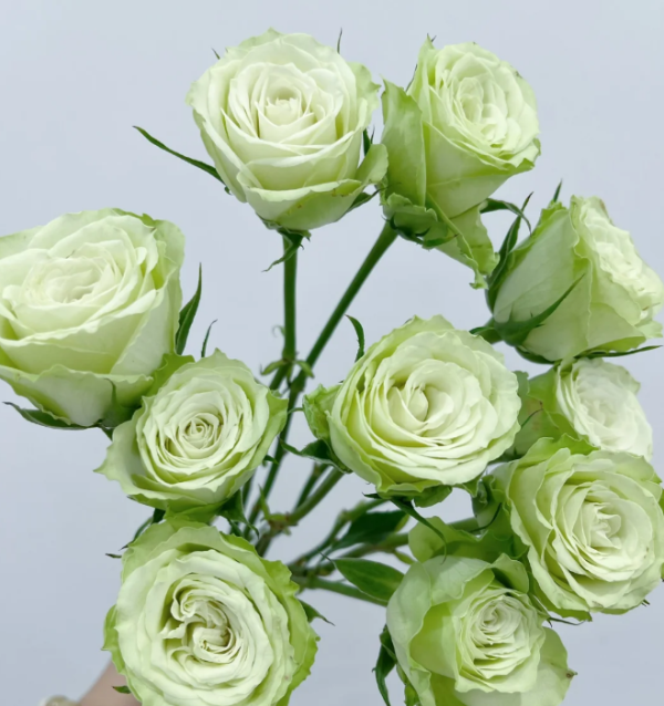Mint Tea Rose for sale丨Your roses