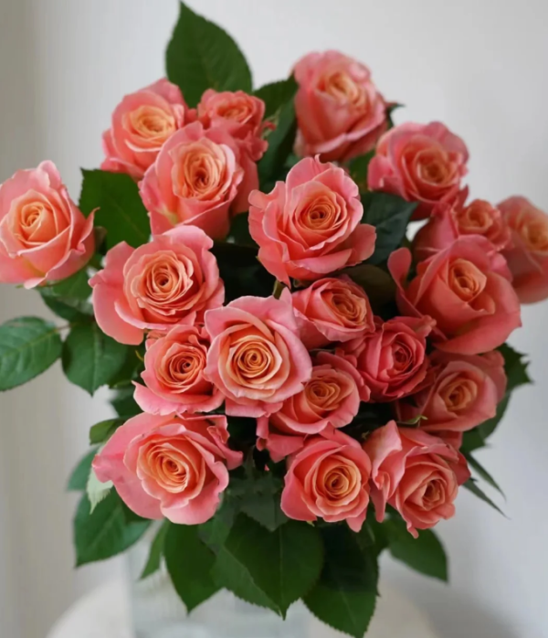 Miss Piggy Rose丨Your roses